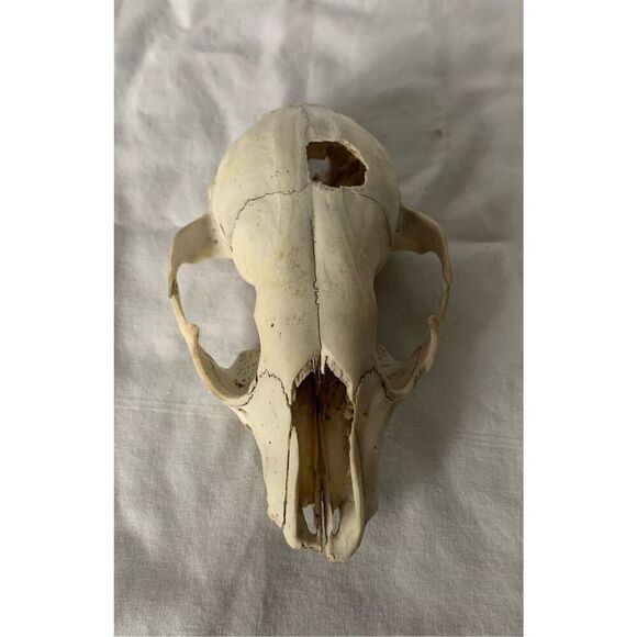 Real RACCOON Skull Taxidermy Skeleton Bones Weathered Cottage Core Goth - Picture 4 of 7